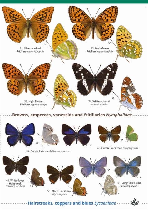 british butterflies identification chart - identify butterflies uk sheet.